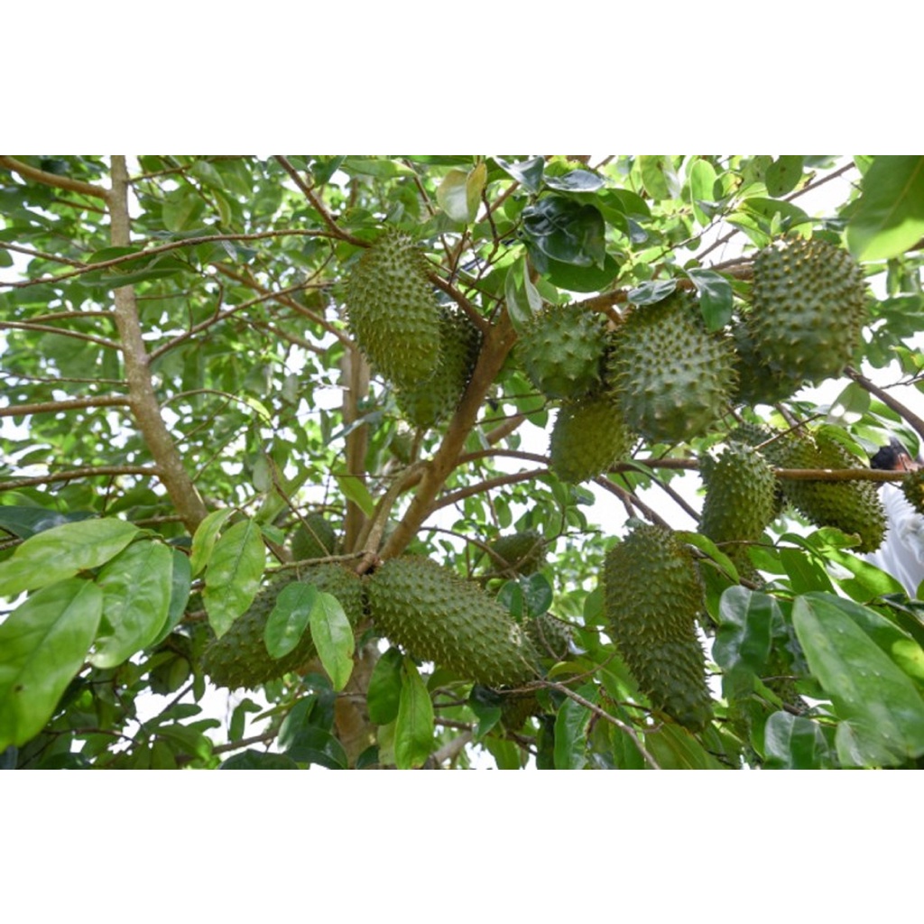 cây giống mãng cầu xiêm (được kiểm tra hàng )