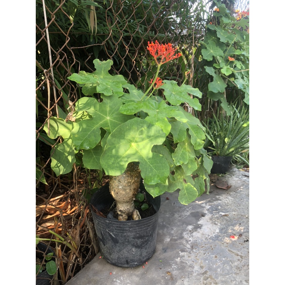 Cây ngô đồng trồng cảnh - chống nhiễm trùng, mụn nhọt, ghẻ lở, phong thấp vs bồi bổ cho nam giới