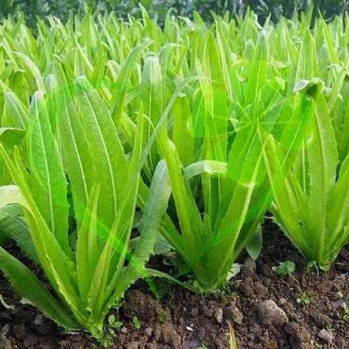 Hạt giống rau cải NHÍP - gói 10 gram
