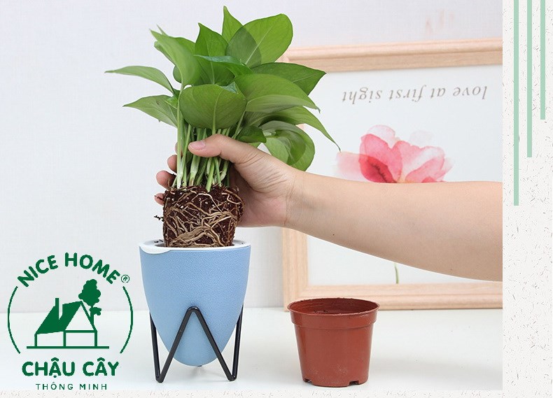 Chậu cây tự dưỡng thông minh- D03 color (kèm kệ sắt)