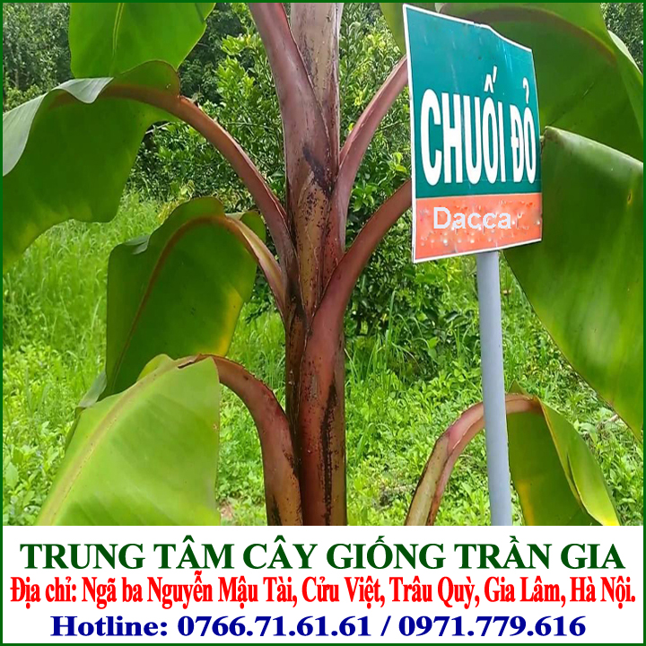 Giống Cây Chuối Đỏ Dacca ( 5 cây )