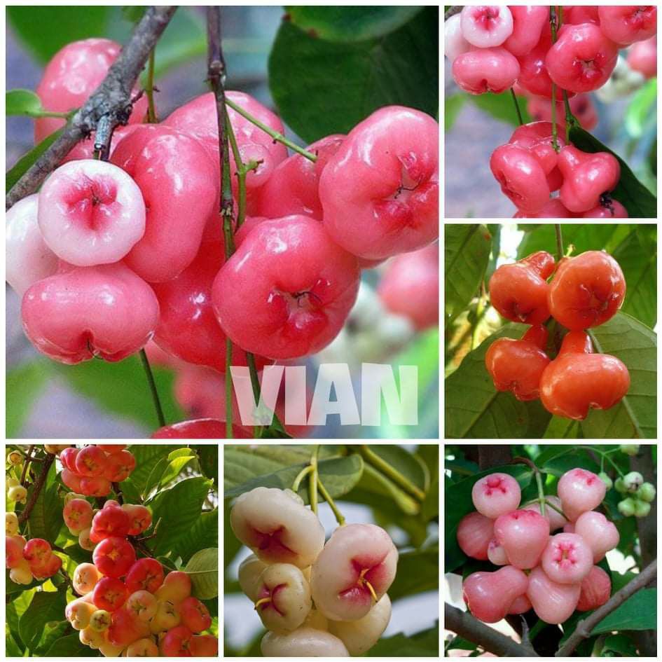 [FREESHIP - Xả Khô Máu] mận hoàng yến