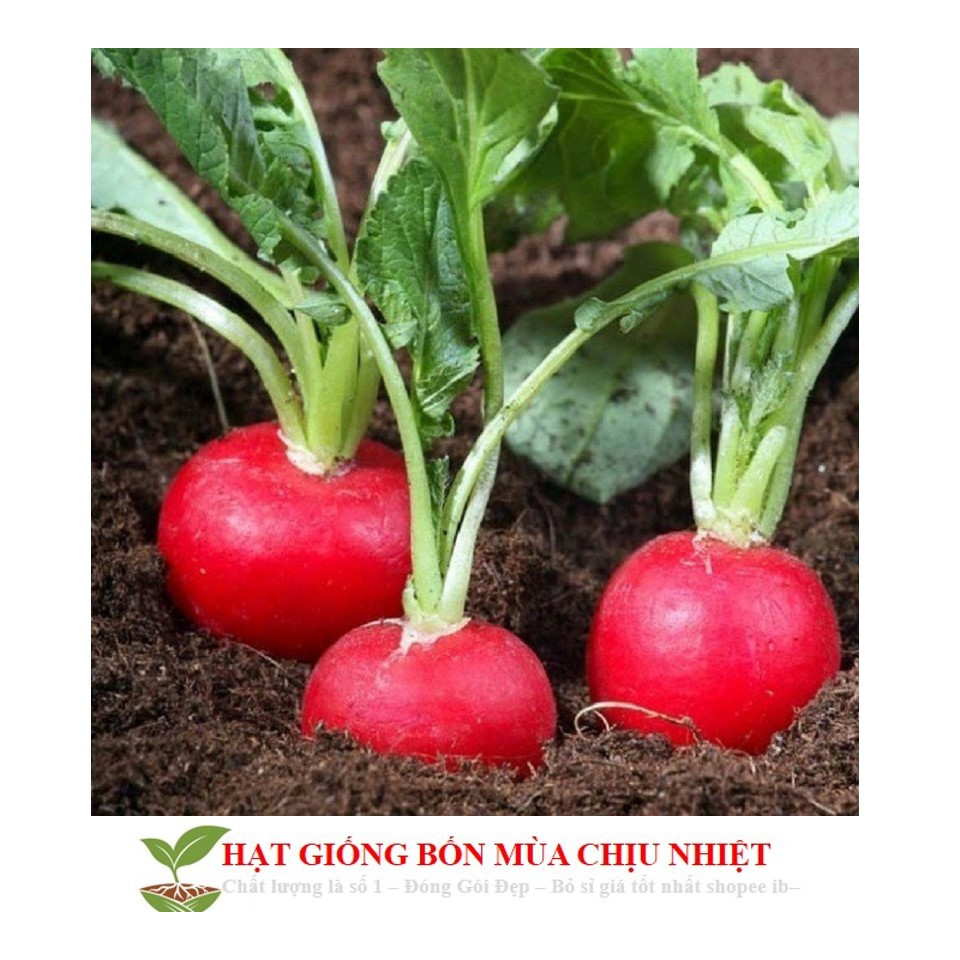MJ32C GÓI 30 hạt CỦ CẢI ĐỎ MINI