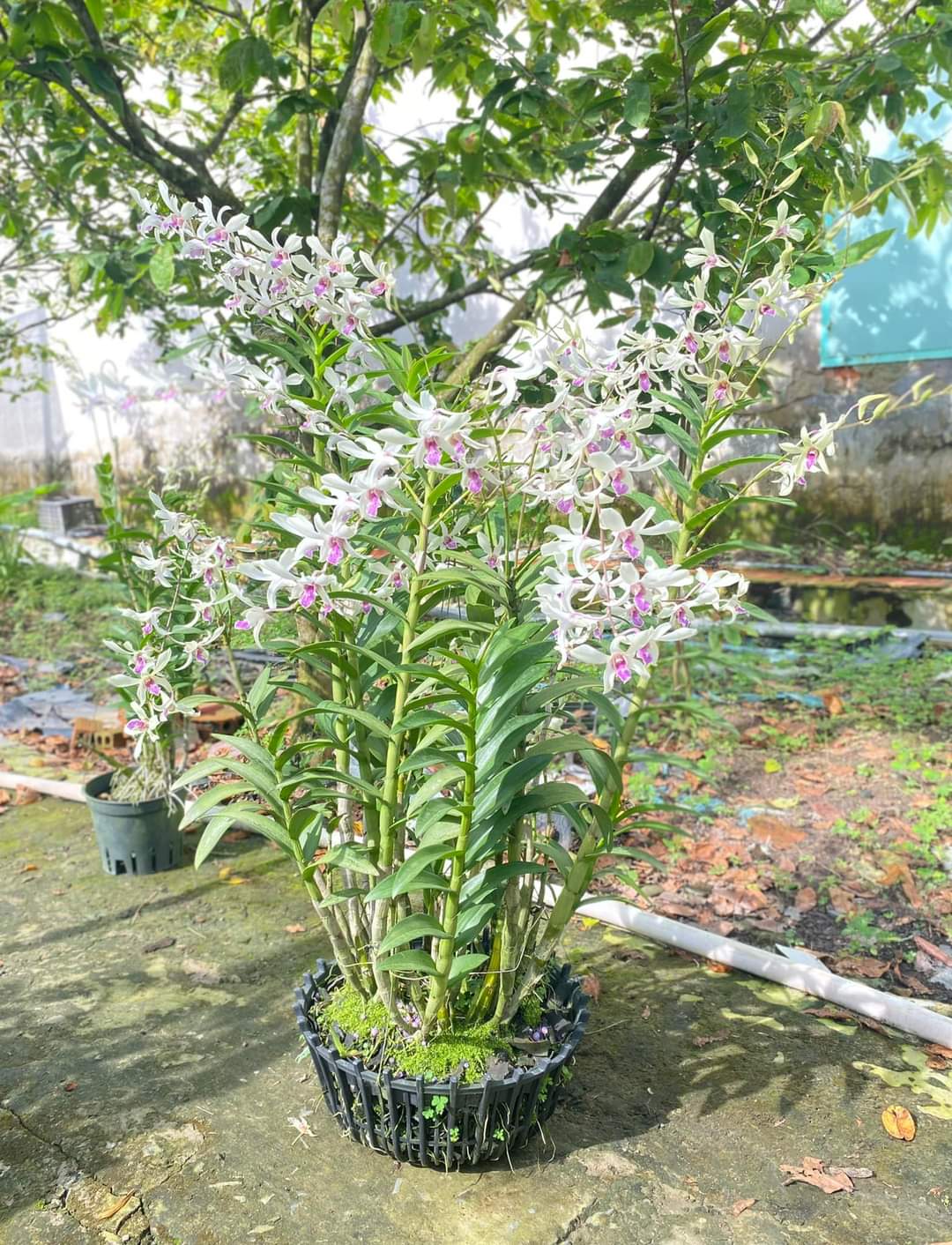 HOA LAN  DENRO BANGKOK