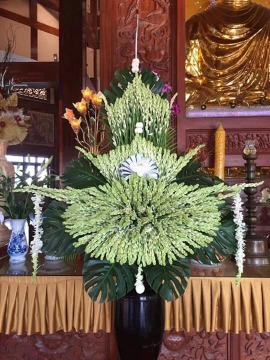 CỦ GIỐNG HOA HUỆ TA TRẮNG THƠM (HOA DẠ LAI HƯƠNG)