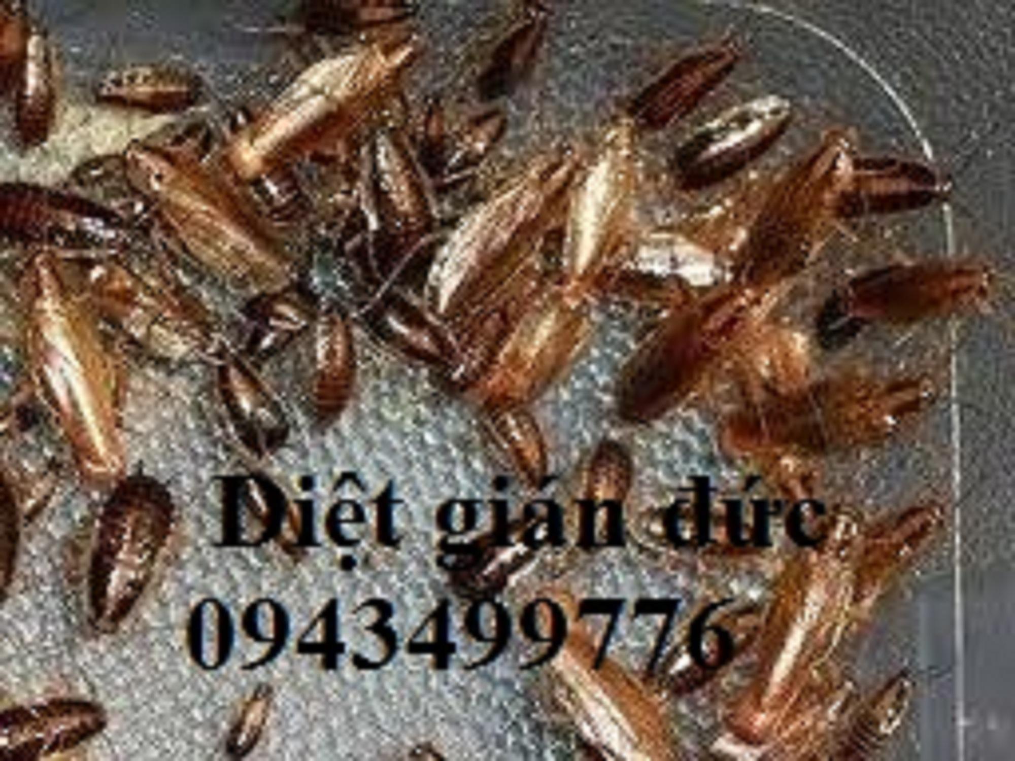 Bả diệt gián GADO BAIT