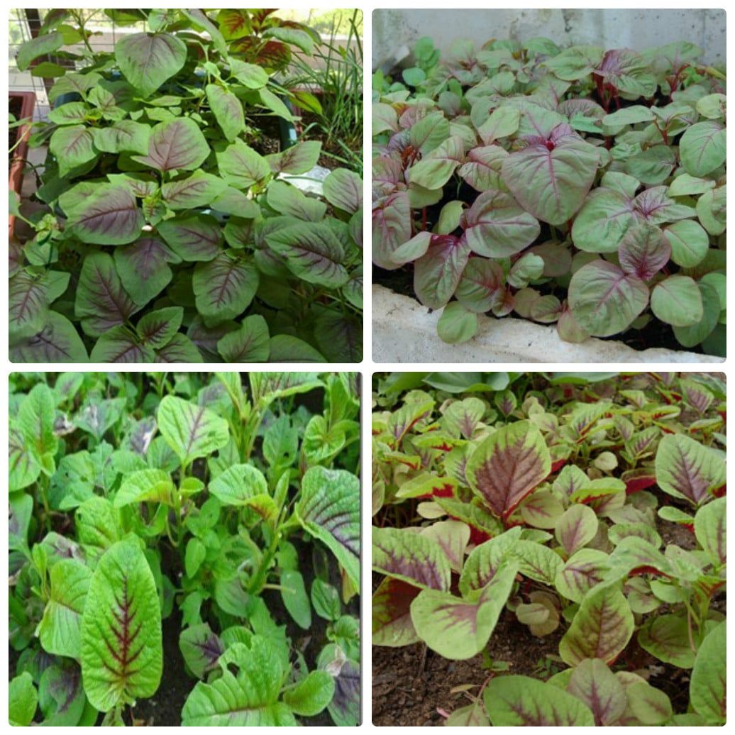 COMBO 2 gói hạt giống rau dền khoang ( 2 gói 40gram )