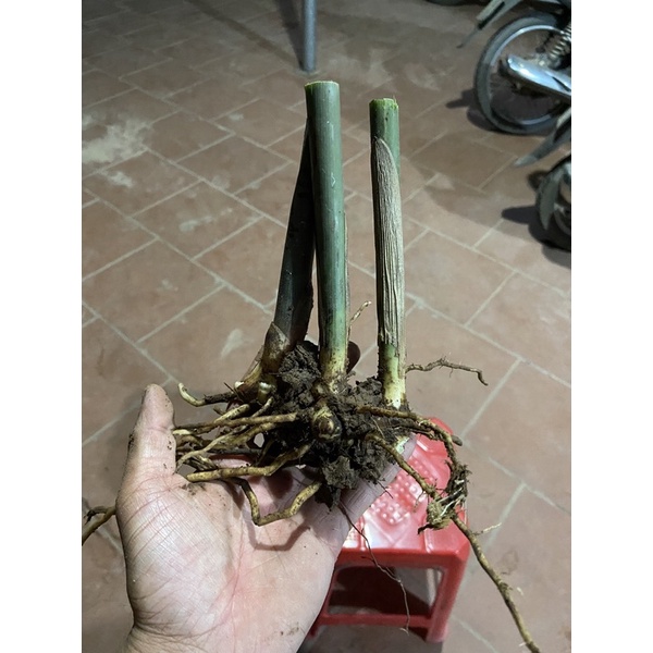 củ riềng giống (gia vị nấu ăn)