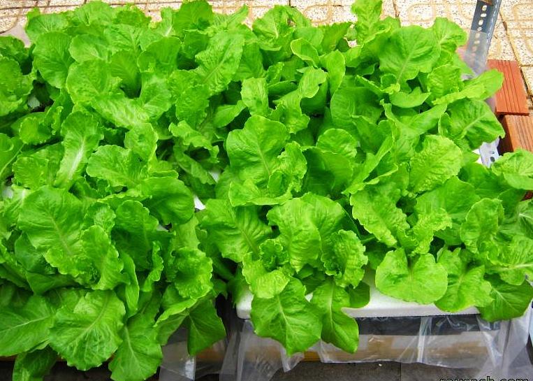 [HCM]Gói 2g hạt giống xà lách Minetto