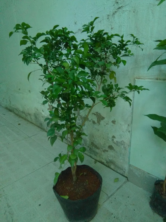 Cây Nguyệt quế