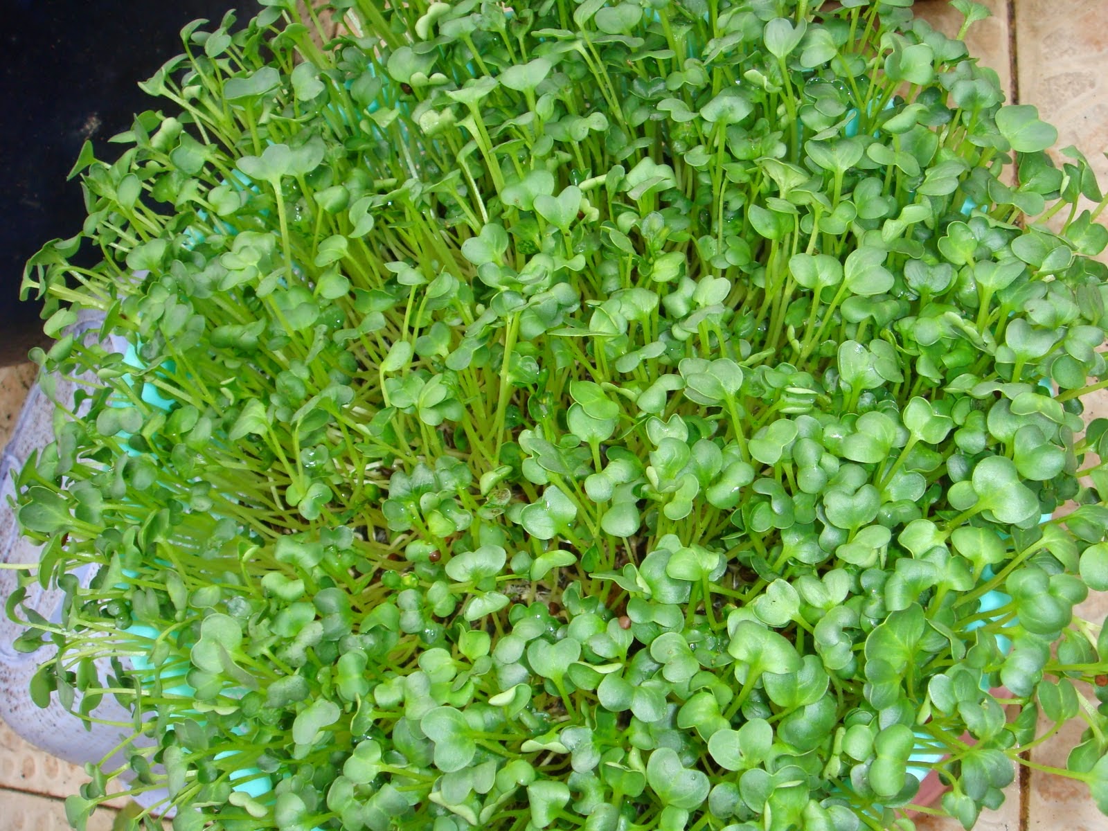HẠT GIỐNG RAU CẢI MẦM