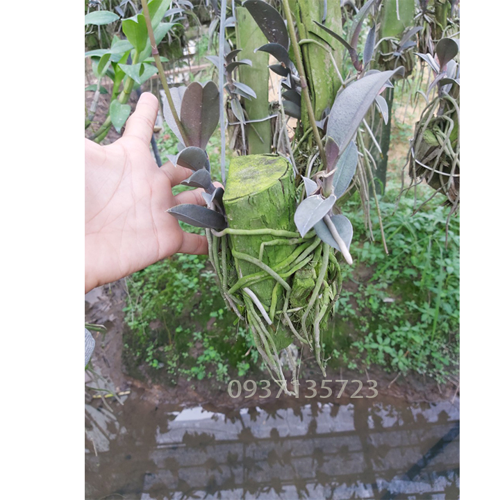 [HCM]cây lan tiểu hồ điệp màu tím