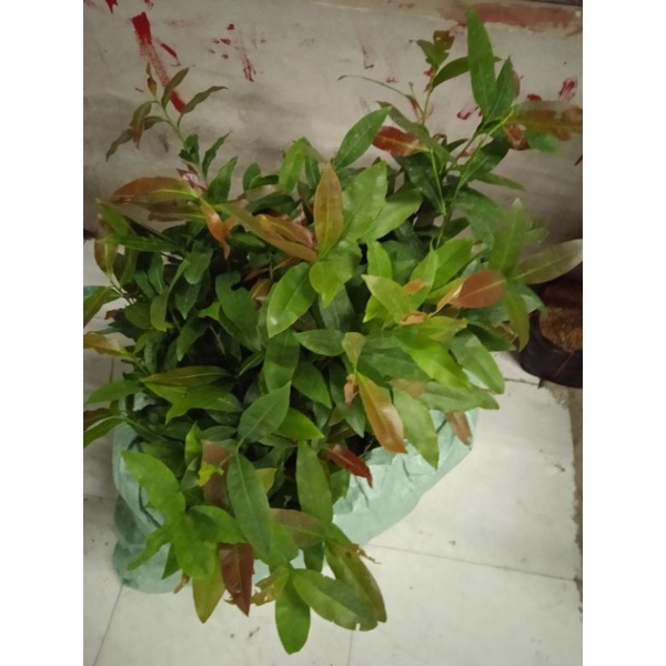 Mai Con Quấn Rễ (10 Cây)
