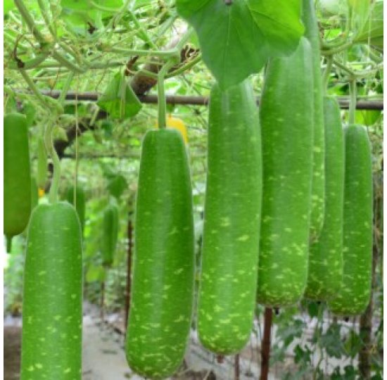 Hạt giống bầu sao lai Rạng Đông