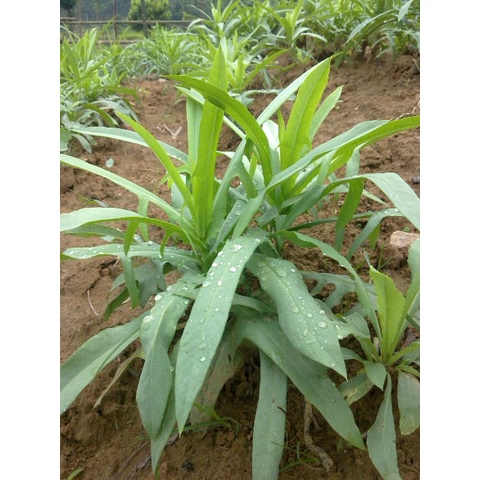 cây giống bồ công anh