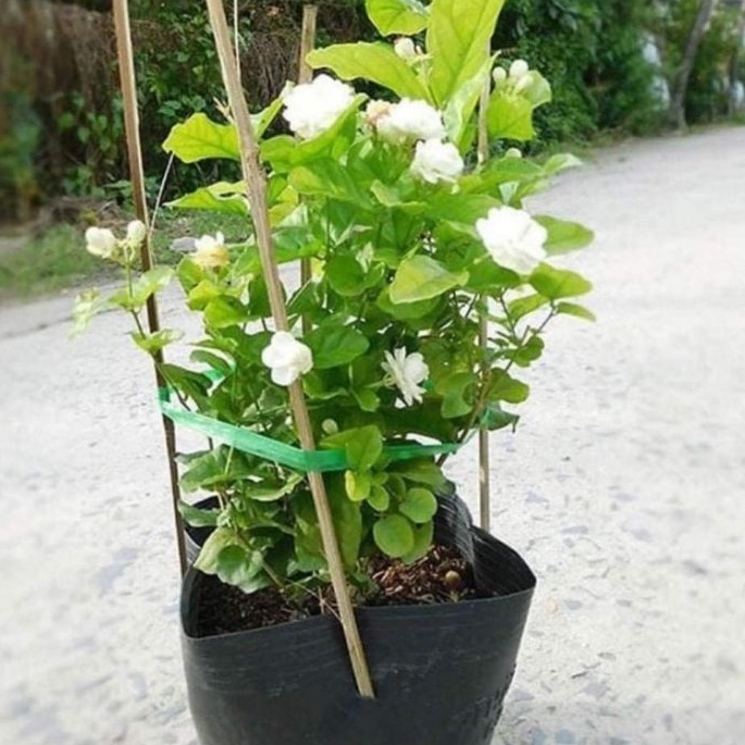 Chậu hoa lài tiểu thư