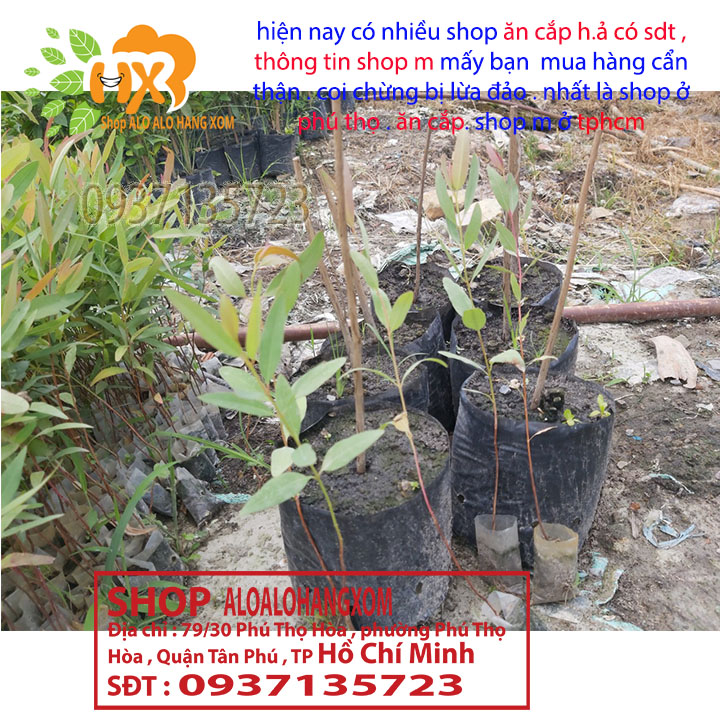 combo 50 cây bạch đàn cây giống