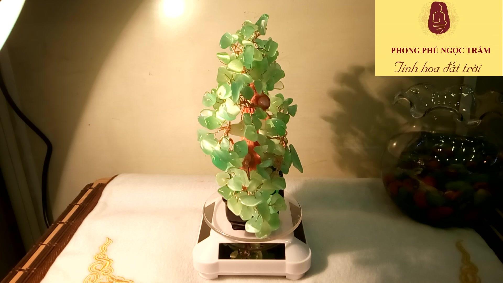 Cây phong thủy, cây chiêu tài đá mắt mèo xanh