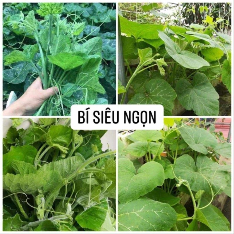 Hạt Giống Bí Siêu Ngọn dể trồng Gói 10gram