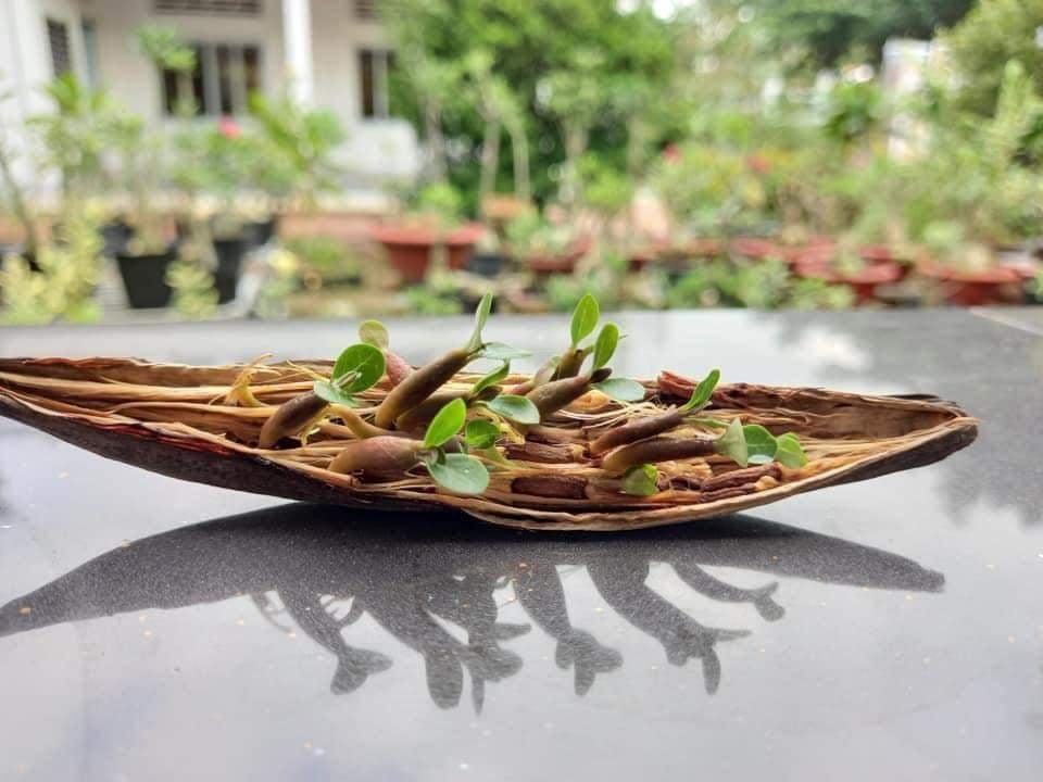 [HCM]Hạt sứ lai 05 hạt/gói (somalen acada kép boukld)
