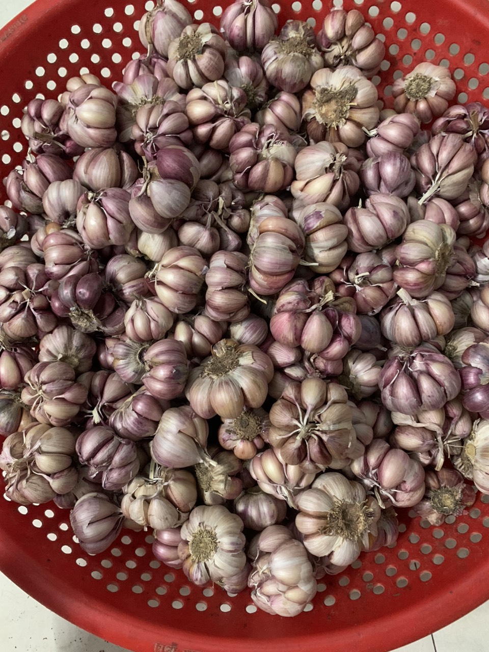 Free ship 1KG TỎI TÍM PHAN RANG ĐƯỢC LÀM SẠCH