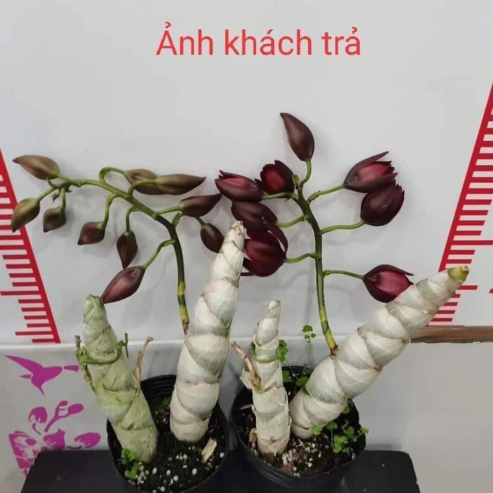 Hoa Lan thiên Nga đột biến(1 củ hình cuối) qq