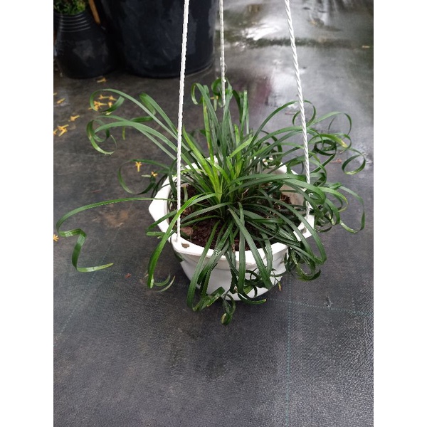 cây ngãi quấn kéo khách