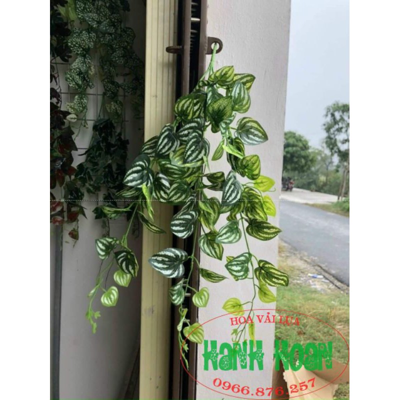 Bụi rủ lá 3 nhánh - cây cỏ giả