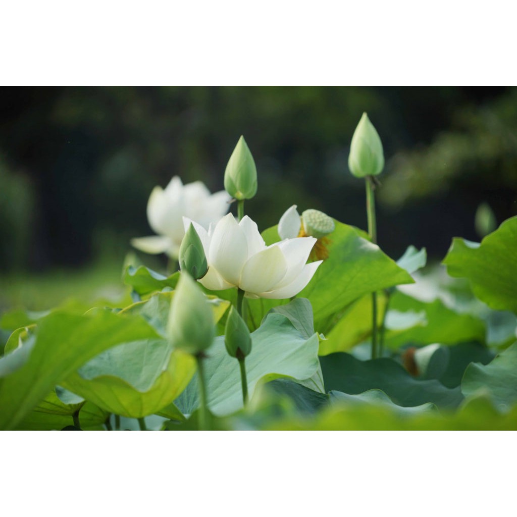 Hạt Giống Hoa Sen Trắng - 4 Hạt