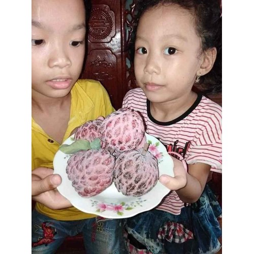 CÂY GIỐNG NA TÍM