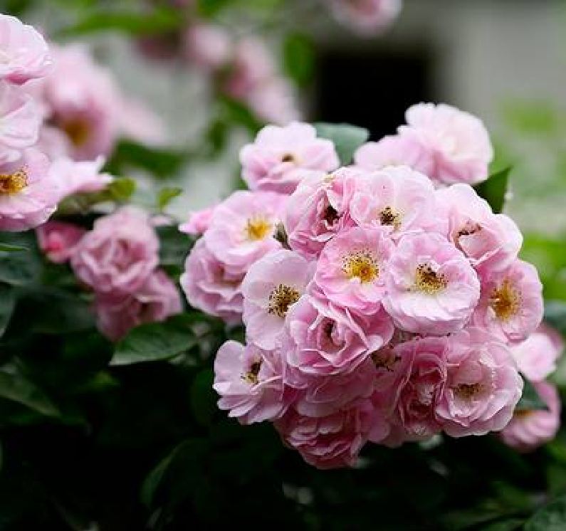 Mini Fragrant Rose Seeds (Spring Rose, 20 Seeds/Seed Germination Stimulation Package Included)