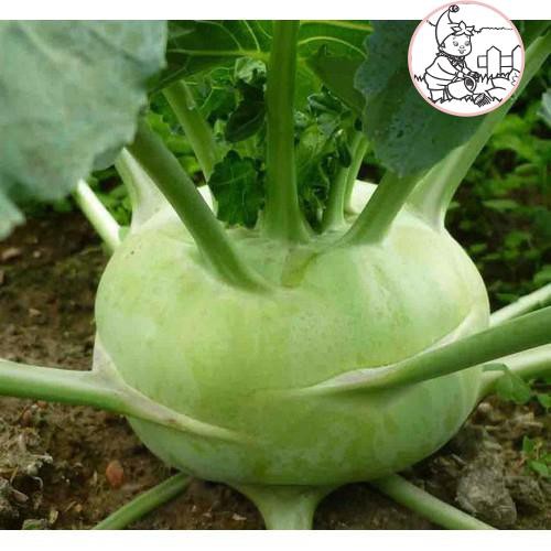 HẠT CỦ SU HÀO OP XANH - GÓI 2 GRAM