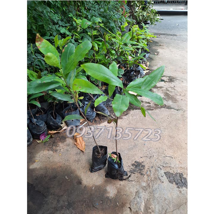 COMBO 5 CÂY MAI VÀNG GIỐNG cao từ 25-35 cm