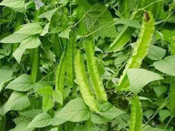 20GR/GÓI Hạt giống đâu rồng ( đâu khế) siêu trái