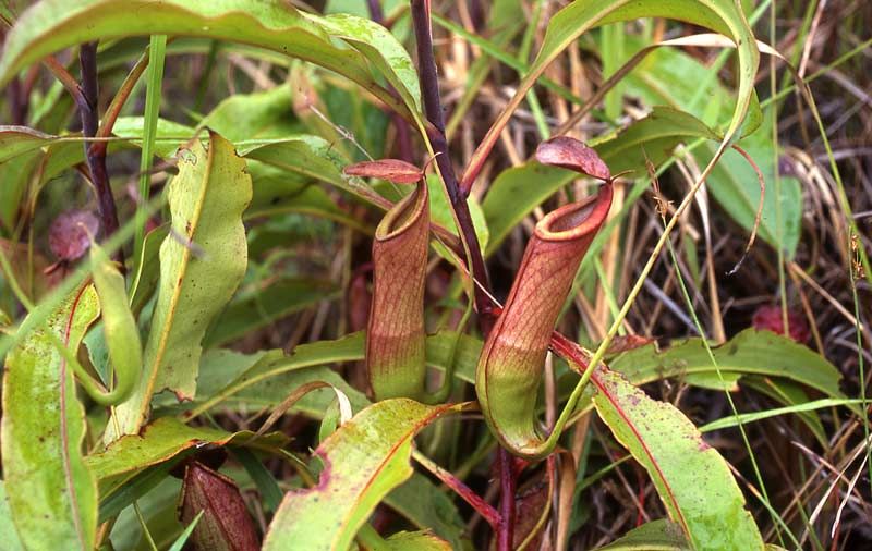 [HCM]hạt giống nắp ấm Nepenthes mirabilis