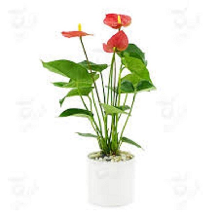 chậu cây hồng môn để bàn