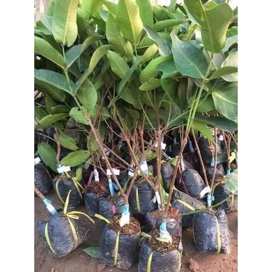 CÂY GIỐNG ROI ĐỎ (MẬN ĐỎ AN PHƯỚC) (cây giống bảo hành )