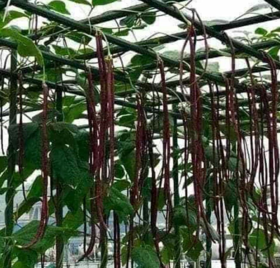 HẠT GIỐNG ĐẬU ĐŨA TÍM MỸ F1 ( GÓI 10 GRAM)