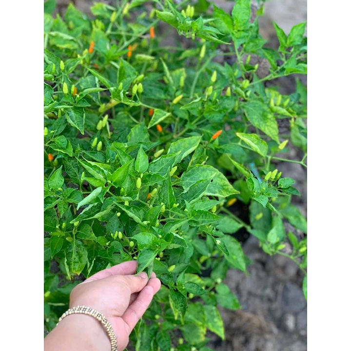 Cây Ớt Xiêm Xanh (Ớt sẻ, ớt rừng)