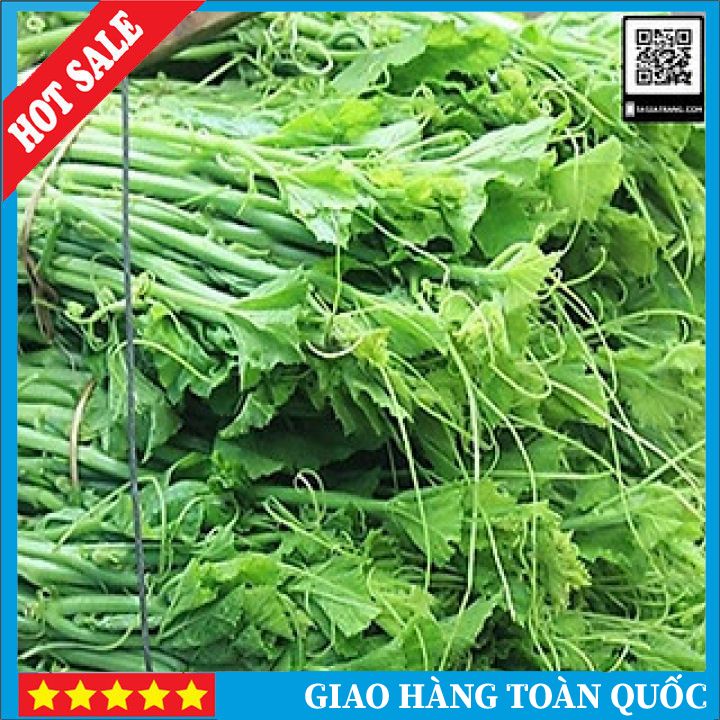 Hạt Giống Bầu Siêu Ngọn Rado 407 5Gr❤️FREESHIP XTRA❤️