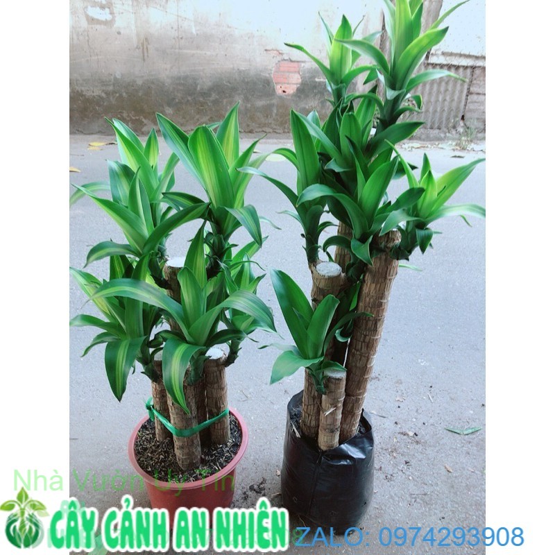 Cây thiết mộc lan 160k/bụi
