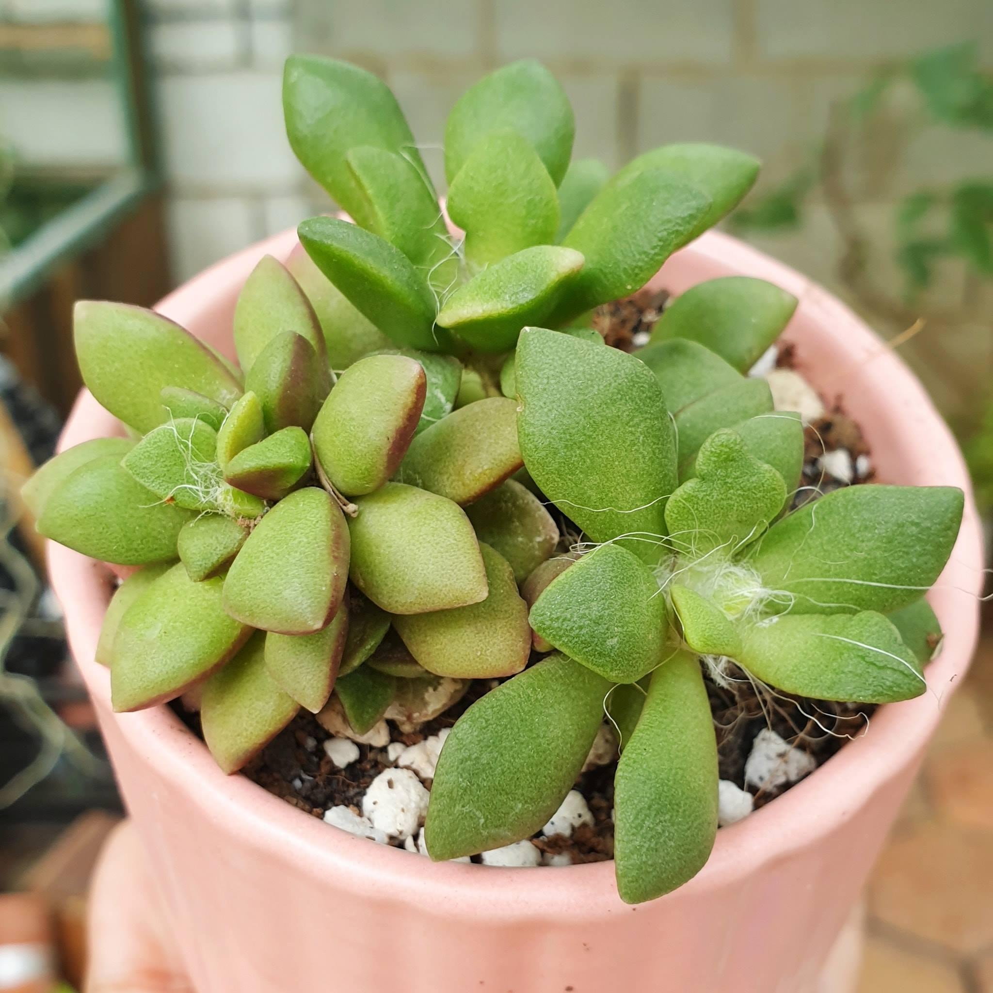 Sen Đá Hồng Sao Chậu Nhỏ