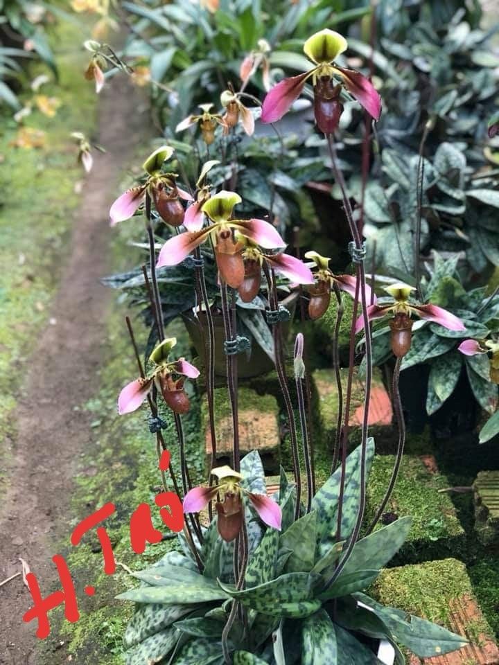 Lan hài táo 1 cây