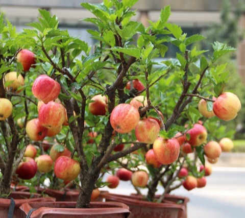"Gói 10 Hạt " Hạt giống táo lùn  Mỹ