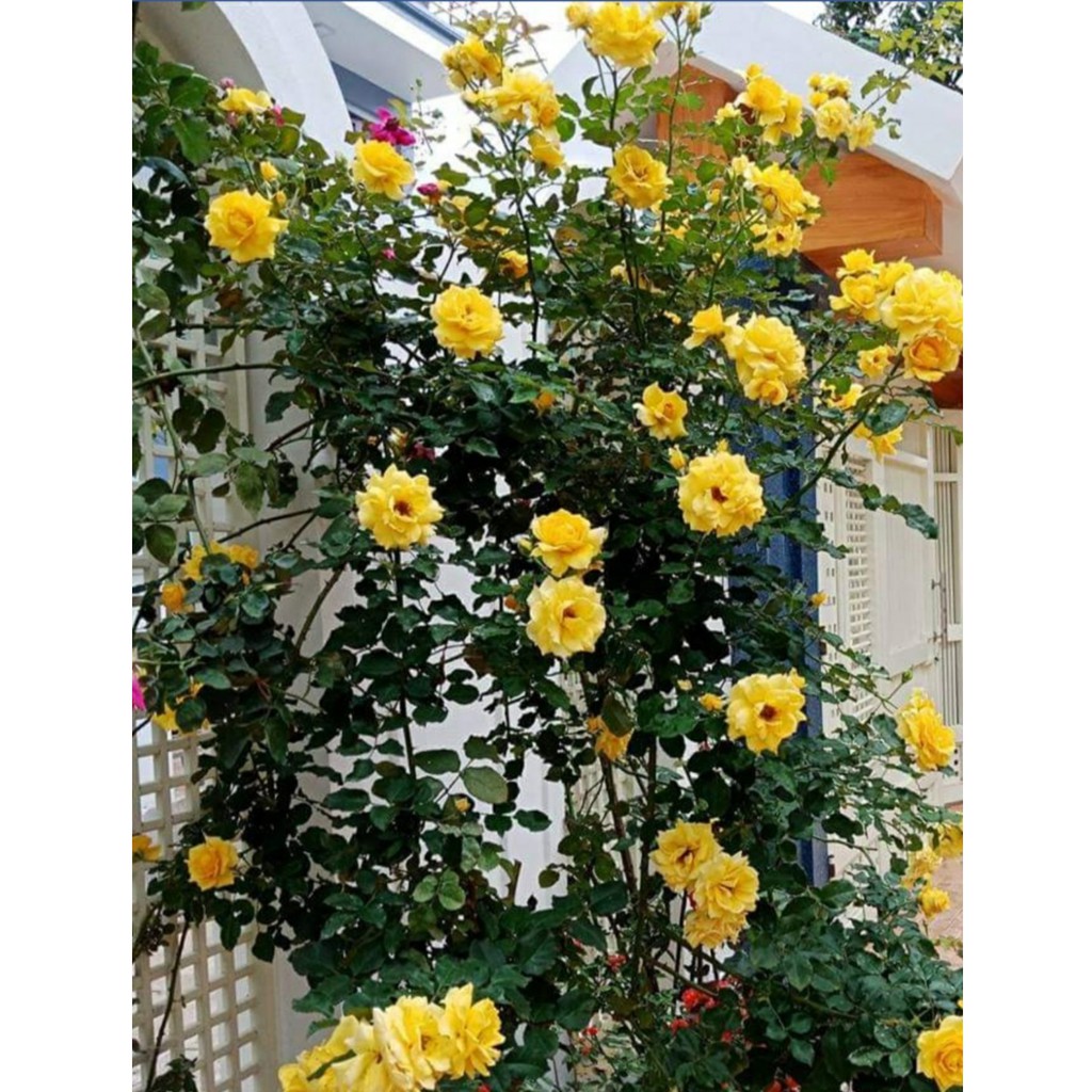 Cành Chiết Hồng Cổ Sơn La Vàng (Cành Chiết Hoa Hồng)