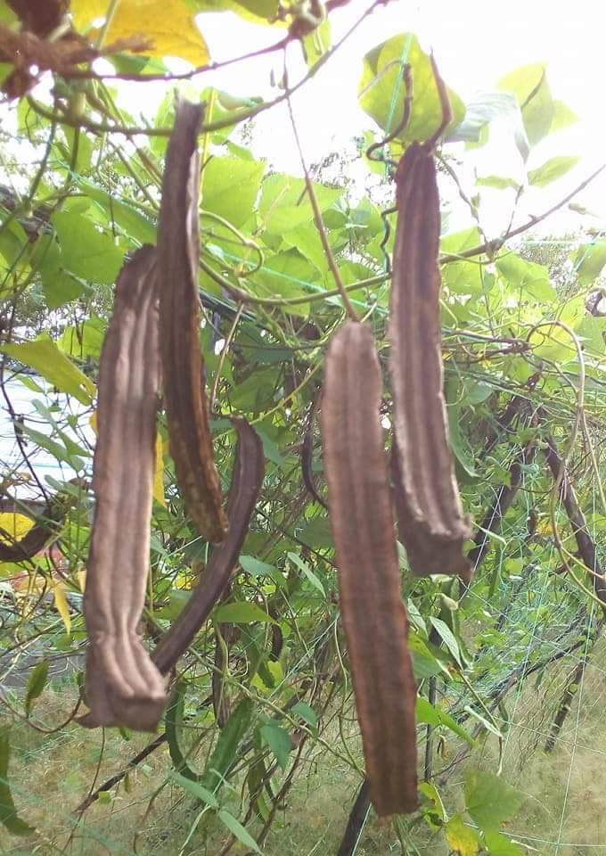 HẠT GIỐNG ĐẬU RỒNG ( GÓI 15 gram)