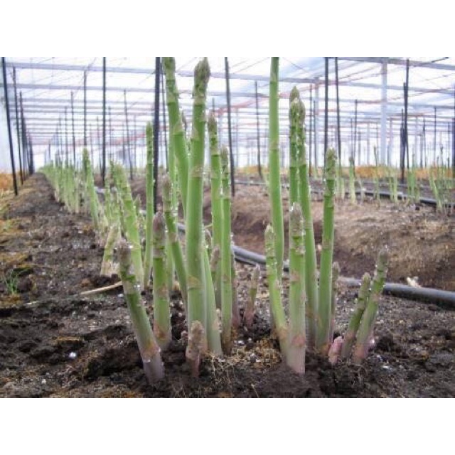 HẠT GIỐNG MĂNG TÂY XANH F1
