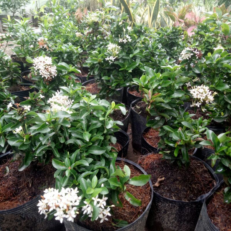 Cây trang trắng lá nhỏ