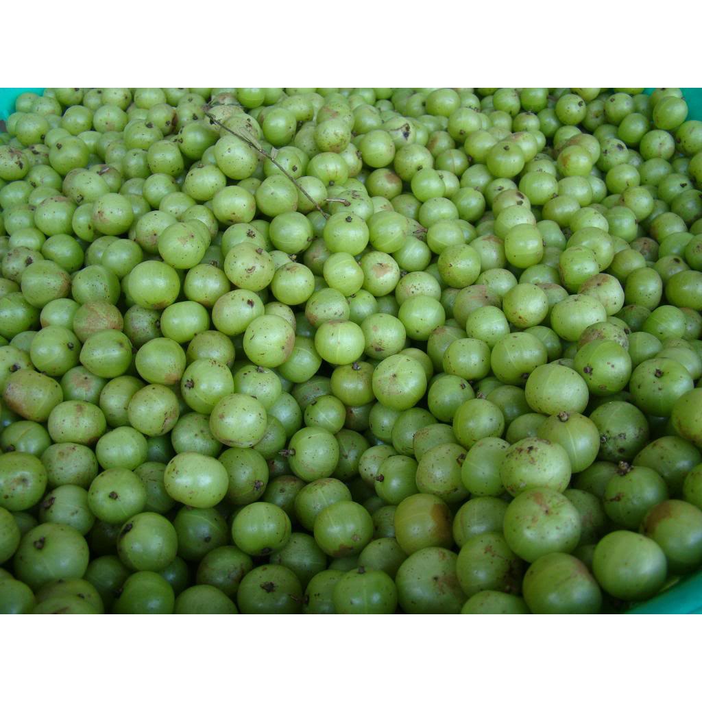 cây giống me rừng (me tròn, mắc kham ), mận rừng