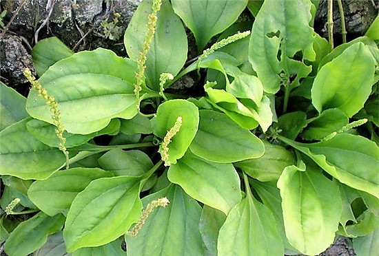 Giống Rau Mã Đề  cây dược liệu gói 2gram.